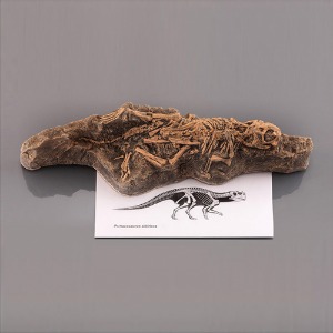 아기공룡 전시용화석