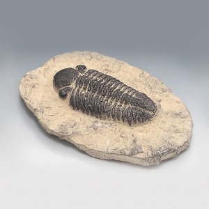 삼엽충 파콥스 전시용화석