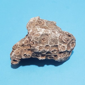 산호화석 실물