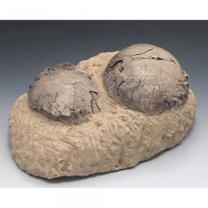 공룡알 2알 전시용화석