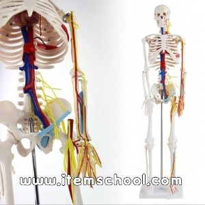 인체 골격 순환계 모형(85cm) R